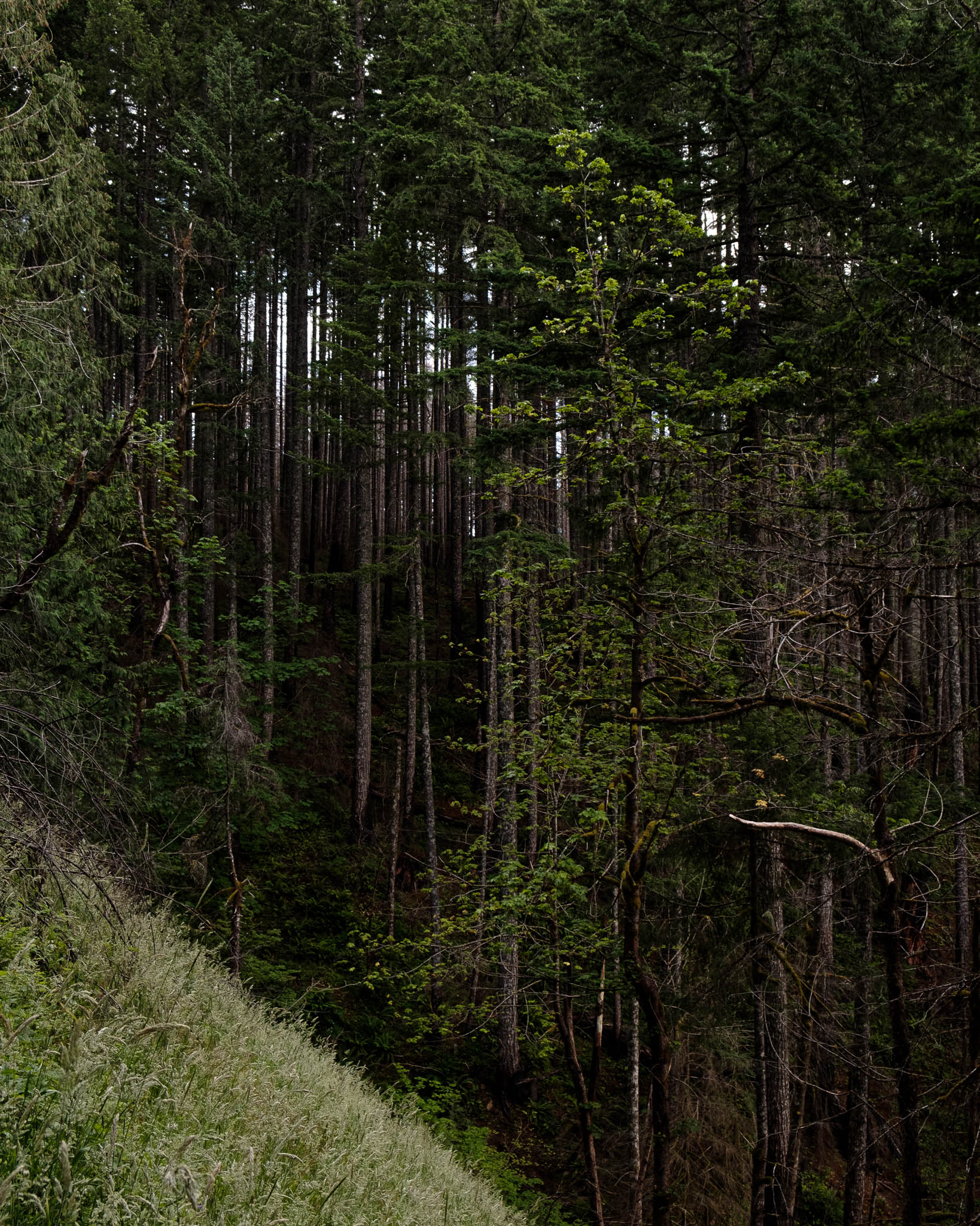 Healthy trees grow along a steep slope on the other side of a clearing.