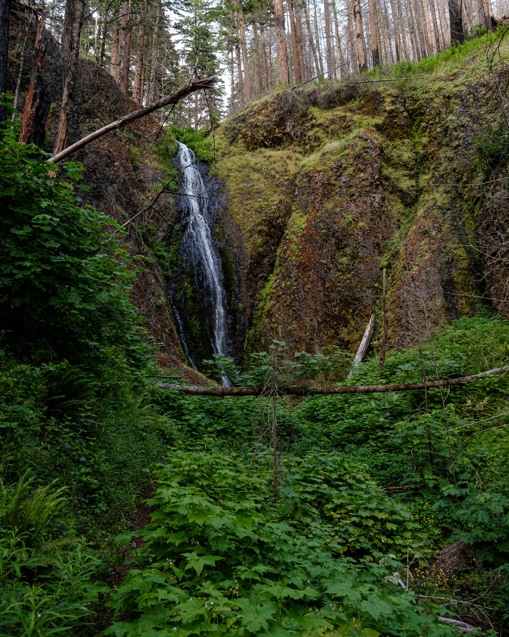 A small waterfall flows several stories down a mossy cliff into a thickly overgrown streambed.