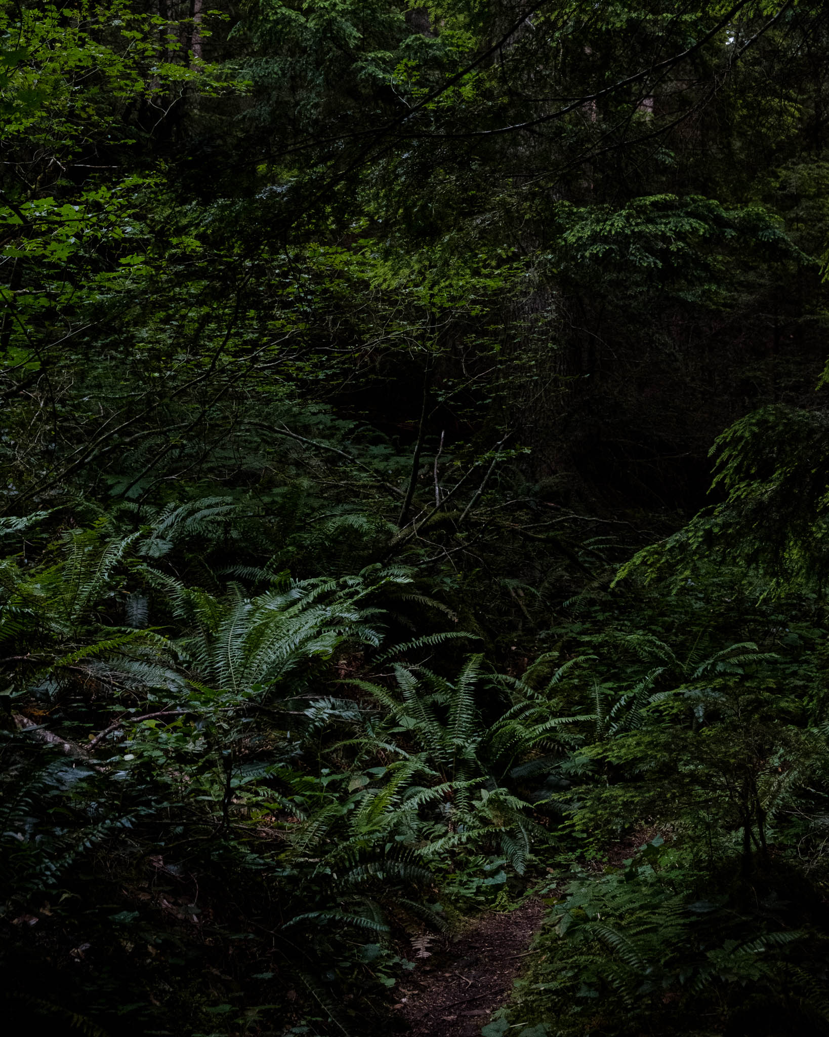 A soft trail winds its way through sword ferns as the last light of the evening fades.