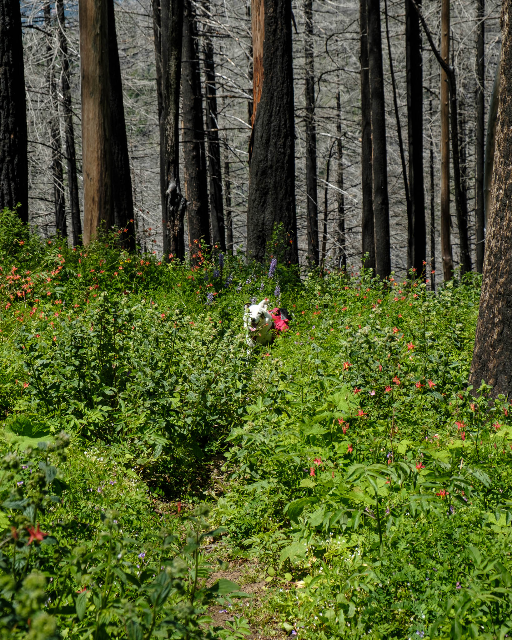 Reef runs through a patch of wildflowers growing amongst dead and scorched trees.