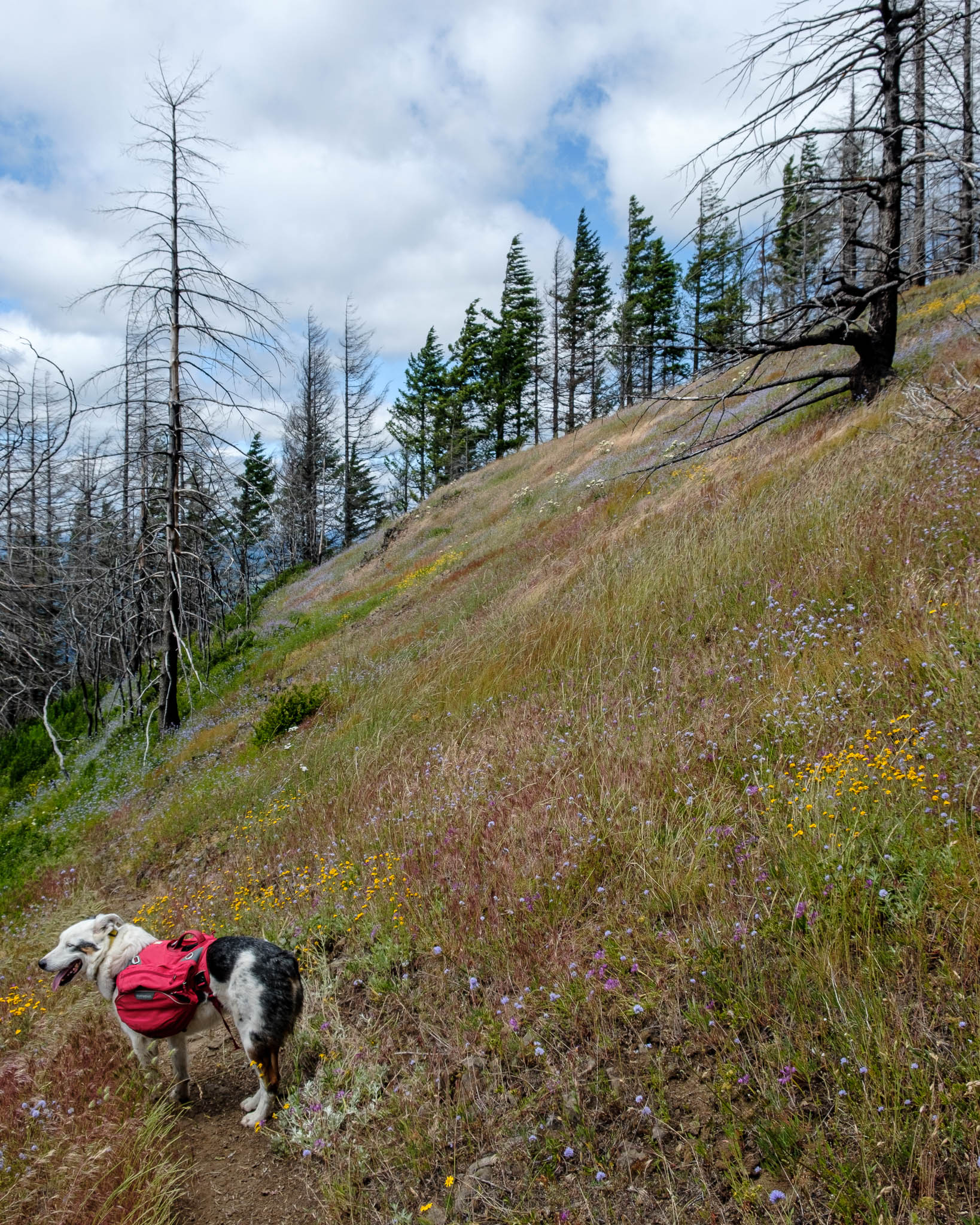 Reef and smiles while looking back up the creek drainage we have almost completed our descent of. The background is a hillside littered with multicolored wildflowers blowing in the wind.